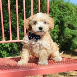 Cal/Miniature Poodle									Puppy/Male	/7 Weeks