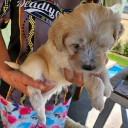 Adopt a dog:Puppies Moodle x Cavoodle /Maltese//Younger Than Six Months,Moodle x Cavoodle puppies5 weeks old1 boy gold with white on his head1 girl Gold with white on her head1 caramel and white boy1 caramel and white girl1 pale coffee girlmother moodlefather Cavoodlevet checked vaccinated and microchip$200 holding deposit none refundableReady for their new for ever home31st of May 2023Bin number 0011637289954