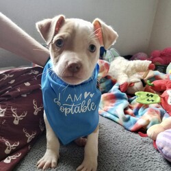 Adopt a dog:Texas/Pit Bull Terrier/Male/Baby,Texas is a 2.5 month old, 8 lb. sweet, cuddly terrier mix. He is expected to be around 35 lbs once he is full grown. He is the sweetest little runt of the siblings. But don’t let his size fool you, he got his name cause his heart is as big as the size of Texas. The second he sees you his tail goes into overdrive and he just wants to show you how much he loves you by giving you the sweetest puppy kisses. He loves to be picked up and held, and he will just melt into your body for snuggles. He loves spending time with his people, so if you are looking for a pup that will be your side kick on every adventure or just snuggling up on the couch with, Texas if your guy. 

Texas is low to medium energy, so he will require daily walks and outside playtime, then he is ready to cuddle up with his human for a relaxing nap after. He would do well in a laid back, low energy household where he would be able to lounge around with his humans and go on a couple of leisurely walks each day. He would be happy to go on longer adventures hiking and exploring the outdoors, but he isn't going to need that type of strenuous daily exercise. He will play with toys and his siblings, but boy does he love his snuggles with his favorite humans! 

Texas is dog, cat, and kid friendly. He is on the calmer side compared to most of his siblings, so he would do great in a home with kids of any age that he can cuddle and play with. He would fit in great with existing pets in the home as he is sweet and submissive, but he would be just fine being the only fur-child as long as he has plenty of time to spend with his human. He lives with both cats and dogs in his foster home and does great with them all. This sweet boy loves everyone he meets. 

Texas is kennel trained, and he is currently working on potty training and leash training. He is picking up on potty training quickly and is motivated by both praise and food. His ideal home environment would be a house with a fenced in backyard, but he would do well in an apartment, townhouse or condo as long as he gets daily exercise and has a human that is home with him majority of the day to continue his potty training. 

If you are interested in adopting Texas, please fill out an application at: https://www.loveandpuppypawsdogrescue.com/adoption-application. 

Texas is in a foster home in South Texas and will be transported once adopted. Due to his age and size, he will not be neutered before he heads to his forever home. There is a $200 spay/neuter deposit required that is fully refundable once the procedure is completed. He cannot be adopted in Canada at this time.

TRANSPORT: Currently we have monthly transports. It will be up to the adoptive family to meet the transport to pick up your new family member. Please be advised that our dogs are adopted to their forever families prior to being transported. Unfortunately at this time, we cannot bring dogs for a typical meet and greet situation, due to the extensiveness of the transport distance and it being unfair for the dogs who are not adopted to have to make the trip back.

Please be advised that applications are reviewed in the order that they are received. To ensure we are honoring the dogs that we have committed to helping, we do have policies and procedures in place that we follow when reviewing adoption applications. LAPP Dog Rescue is ran 100% by volunteers, so please be mindful that when you submit an application that it can take a few days to be reviewed. Submitting an application is not a confirmation that the adoption will be approved/completed. Before submitting the application, please read the FULL description on PetFinder describing the dog's personality, energy level, housing requirements and our policy on meet and greets.

The total cost to adopt is $830, which includes a $400 adoption fee, $230 transport fee, and a $200 refundable deposit. The adoption fee includes all age appropriate vaccinations, microchip, flea/tick/heartworm prevention, dewormer, and health certificate from a licensed veterinarian.