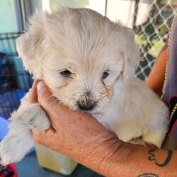 Adopt a dog:Puppies Moodle x Cavoodle /Maltese//Younger Than Six Months,Moodle x Cavoodle puppies5 weeks old1 boy gold with white on his head1 girl Gold with white on her head1 caramel and white boy1 caramel and white girl1 pale coffee girlmother moodlefather Cavoodlevet checked vaccinated and microchip$200 holding deposit none refundableReady for their new for ever home31st of May 2023Bin number 0011637289954