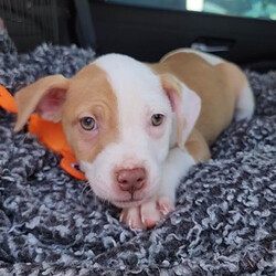 Adopt a dog:Texas/Pit Bull Terrier/Male/Baby,Texas is a 2.5 month old, 8 lb. sweet, cuddly terrier mix. He is expected to be around 35 lbs once he is full grown. He is the sweetest little runt of the siblings. But don’t let his size fool you, he got his name cause his heart is as big as the size of Texas. The second he sees you his tail goes into overdrive and he just wants to show you how much he loves you by giving you the sweetest puppy kisses. He loves to be picked up and held, and he will just melt into your body for snuggles. He loves spending time with his people, so if you are looking for a pup that will be your side kick on every adventure or just snuggling up on the couch with, Texas if your guy. 

Texas is low to medium energy, so he will require daily walks and outside playtime, then he is ready to cuddle up with his human for a relaxing nap after. He would do well in a laid back, low energy household where he would be able to lounge around with his humans and go on a couple of leisurely walks each day. He would be happy to go on longer adventures hiking and exploring the outdoors, but he isn't going to need that type of strenuous daily exercise. He will play with toys and his siblings, but boy does he love his snuggles with his favorite humans! 

Texas is dog, cat, and kid friendly. He is on the calmer side compared to most of his siblings, so he would do great in a home with kids of any age that he can cuddle and play with. He would fit in great with existing pets in the home as he is sweet and submissive, but he would be just fine being the only fur-child as long as he has plenty of time to spend with his human. He lives with both cats and dogs in his foster home and does great with them all. This sweet boy loves everyone he meets. 

Texas is kennel trained, and he is currently working on potty training and leash training. He is picking up on potty training quickly and is motivated by both praise and food. His ideal home environment would be a house with a fenced in backyard, but he would do well in an apartment, townhouse or condo as long as he gets daily exercise and has a human that is home with him majority of the day to continue his potty training. 

If you are interested in adopting Texas, please fill out an application at: https://www.loveandpuppypawsdogrescue.com/adoption-application. 

Texas is in a foster home in South Texas and will be transported once adopted. Due to his age and size, he will not be neutered before he heads to his forever home. There is a $200 spay/neuter deposit required that is fully refundable once the procedure is completed. He cannot be adopted in Canada at this time.

TRANSPORT: Currently we have monthly transports. It will be up to the adoptive family to meet the transport to pick up your new family member. Please be advised that our dogs are adopted to their forever families prior to being transported. Unfortunately at this time, we cannot bring dogs for a typical meet and greet situation, due to the extensiveness of the transport distance and it being unfair for the dogs who are not adopted to have to make the trip back.

Please be advised that applications are reviewed in the order that they are received. To ensure we are honoring the dogs that we have committed to helping, we do have policies and procedures in place that we follow when reviewing adoption applications. LAPP Dog Rescue is ran 100% by volunteers, so please be mindful that when you submit an application that it can take a few days to be reviewed. Submitting an application is not a confirmation that the adoption will be approved/completed. Before submitting the application, please read the FULL description on PetFinder describing the dog's personality, energy level, housing requirements and our policy on meet and greets.

The total cost to adopt is $830, which includes a $400 adoption fee, $230 transport fee, and a $200 refundable deposit. The adoption fee includes all age appropriate vaccinations, microchip, flea/tick/heartworm prevention, dewormer, and health certificate from a licensed veterinarian.