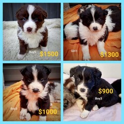 Adopt a dog:Border Collie purebred puppies/Border Collie//Younger Than Six Months,BORDER COLLIE long coat purebred pups. Superb colour and markings. Parents are family pets and non-working lines.Many pups for sale from multiple litters. Priced from $900 to $2500. More photos and videos available on request to genuine enquiries.Pups will be vet health checked, wormed every 2 weeks, C3 vaccinated and microchipped. They will come with all health documents and a puppy pack including starter food, blanket and information sheet. They will also be weaned on to puppy food.Pups are showered in love and affection, and socialised with small children, sounds and other animals in our rural family setting from birth. They are perfect weight, very healthy and happy, social little bundles of cuteness teeming with character and will make a lovely addition to the right household. We put a lot of time and effort into the pups to ensure you get the ultimate companion dog. Owners of our past puppies constantly tell us what wonderful companions they have.Our ownership process is transparent and we are always available to answer your questions. We also encourage future owners of puppies to contact us anytime with any questions during the settling in phase at the new home and as the puppy grows.Border Collies are highly intelligent, energetic breeds that require daily activity, stimulation and crave human companionship. They also require active owner/s or a large yard to provide them with the daily exercise they need.Please send message with your contact number and a little about your lifestyle and environment and we will call you back. We want to know that our puppies are going to suitable, loving homes. Video call/face chat is available.We are experienced and ethical breeders of only purebred, pet quality Border Collies located in the upper Hunter about 3.5 hours north west of Sydney. We breed directly for pet owners and do not sell to the retail pet trade and do not breed working lines dogs.We can arrange transport within NSW and interstate at buyers cost. Delivery to Newcastle, Central Coast & Sydney North Shore add $100.RPBA Member #2021BIN: B000966944Genuine enquires only. Prices are firm. Video chat available.