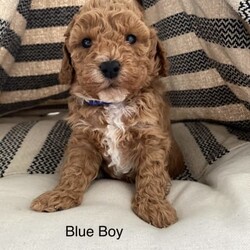 Adopt a dog:Beautiful Cavoodles /Poodle (Toy)//Younger Than Six Months,Hi, we are a Registered family breeder, raising our Toy Cavoodles in our home with love ❤️ To see more of how we raise our puppies, head to our instagram page https://instagram.com/raising_cavoodlesWe are absolutely excited to announce our current litter of 8 gorgeous puppies