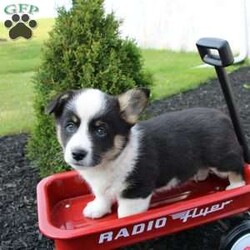 Rose/Pembroke Welsh Corgi									Puppy/Female	/7 Weeks,Here comes an adorable bat-eared little pup with a wiggly tail! This charming puppy is up to date on shots and dewormer and vet checked. The breeder made sure this puppy is well socialized and family raised. If you are looking for a loving puppy to add to your home contact us today! 