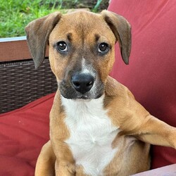 Adopt a dog:Oleander /Beagle/Female/Baby,Oleander is a 3-month-old, 15 lb female, beagle/hound mix.
Oleander is currently located in South Texas and will be transported. 
Hello! My name is Oleander. I am still a puppy so I get burst of energy throughout the day. I do have my down times when I enjoy laying on the kitchen rug and watching my foster mom cook. I'm such a good dog. Even though I am a puppy, I haven't destroyed a single item in my foster home or yard. My foster mom says I'm a very smart pup and a quick learner. I'm getting the hang of potty training and working on crate training. I have a foster sibling that's a cat. I like her but she likes her space, so I keep my distance. I like to think I am a lot of fun and I'm looking forward to bring some of that fun and joy into your family. 

Our organization only adopts within the United States.

Faith and Hope is a multi-state rescue with locations in Texas, Washington, Oregon, Maryland, and Connecticut. All dogs and cats are rescued from the state of Texas to be transported to Washington, Oregon, Connecticut and Maryland with placement in their adoptive family’s homes. Our $700 adoption fee includes all core vaccinations (DHPP, rabies, spay/neuter, microchip and transportation)

If interested in learning more, please email us at faithandhopeadoptions@gmail.com or fill out our online application.

https://www.faithandhopefoundation.org/adoptionapp

If interested in learning more about our adoptable dogs, cats and adoption process, or our foster home program, please contact us at above email.

Due to the number of requests that we receive on our cats, kittens, puppies and dogs, please be advised that all adoption applications are processed in the order received. Once we send you an application, your place in line does not get reserved until your application is returned to us.