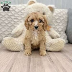 Mia/Cavapoo									Puppy/Female	/8 Weeks,This sweet and adorable puppy is looking for a forever family! All vaccinations and dewormings are up to date and any necessary paperwork will be provided. Raised by a large and loving family, this pup is sure to be a wonderful new companion for you! All paperwork and a baggie of food will be included. Please contact anytime!