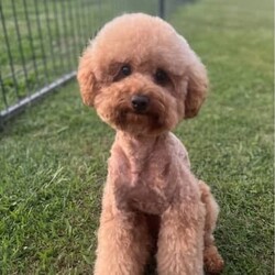 Toy Poodle DOUBLE FURNISHED 100% DNA clear/Poodle (Toy)//Older Than Six Months,Purebred TOY Poodle stud Looking for girlfriends, not forsale.