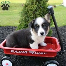 Rose/Pembroke Welsh Corgi									Puppy/Female	/7 Weeks,Here comes an adorable bat-eared little pup with a wiggly tail! This charming puppy is up to date on shots and dewormer and vet checked. The breeder made sure this puppy is well socialized and family raised. If you are looking for a loving puppy to add to your home contact us today! 