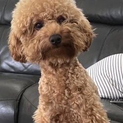 Toy Poodle DOUBLE FURNISHED 100% DNA clear/Poodle (Toy)//Older Than Six Months,Purebred TOY Poodle stud Looking for girlfriends, not forsale.