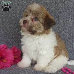 Tianna/Havanese									Puppy/Female	/6 Weeks,Hi, im a Havanese puppy. I am looking forward to meeting you! I am up to date with my immunizations, my wormer medications, and I have a Micro-chip so that I can be easily identified if I ever become lost! 