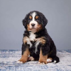 Ally/Bernese Mountain Dog									Puppy/Female	/11 Weeks,Ally is a wonderful Girl from Mindy & Hans, great Personality and so Chill, very calm and loves to play with our children, Born in a great Family enviroment. both Parents are health tested, and come from Great Bloodlines, the Dad is a AKC Show Grand Champion with excellent temeperment and color.
