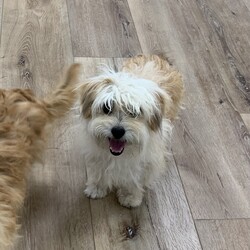 Adopt a dog:Lilo/Shih Tzu/Female/Young,Come meet Lilo! Lilo came to us as a stray along with her sister, Nani. Lilo is approximately 10 months old. She loves treats and snuggles. Lilo is a lap dog and would make for the perfect cuddle buddy! If your looking to add a lovable dog to your family and open to regular grooming requirements, Lilo could be the perfect addition!

If you are interested in adopting this pet please visit Kingsspca.org and fill out an adoption application! 

Your adoption fee will cover the cost of care for the animal while at the shelter as well as their spay/neuter surgery, all current vaccines, and a microchip.  

Allow 24-48 hours for a response from our amazing staff. We will reach out to you if we have any follow up questions. 

If you have any questions or concerns please do not hesitate to give us a call 
(559) 925-1630 or send us an email at info@kingsspca.org.