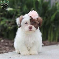 Daisy/Teddy Bear									Puppy/Female	/9 Weeks,Say Hi to Miss Daisy! She’s a super friendly and exquisite Shichon, it’s hard to not get attached to her. She has the ability to make anyone smile, just spend a little time with her and you’ll have a new best friend 