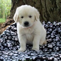 Creamer/English Cream Golden Retriever									Puppy/Male	/6 Weeks,Say hello to Creamer! He’s a cute English Cream Golden Retriever puppy who is sure to melt your heart. This sweet pup is vet checked, up to date on shots and wormer, plus comes with a health guarantee provided by the breeder. Creamer is well socialized, family raised and loves to cuddle and play with the children. To learn more about this charming pup, please contact the breeder today!