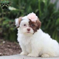 Daisy/Teddy Bear									Puppy/Female	/9 Weeks,Say Hi to Miss Daisy! She’s a super friendly and exquisite Shichon, it’s hard to not get attached to her. She has the ability to make anyone smile, just spend a little time with her and you’ll have a new best friend 