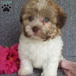 Tianna/Havanese									Puppy/Female	/6 Weeks,Hi, im a Havanese puppy. I am looking forward to meeting you! I am up to date with my immunizations, my wormer medications, and I have a Micro-chip so that I can be easily identified if I ever become lost! 