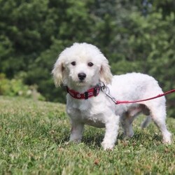 Daisy/Teddy Bear									Puppy/Female	/9 Weeks,Say Hi to Miss Daisy! She’s a super friendly and exquisite Shichon, it’s hard to not get attached to her. She has the ability to make anyone smile, just spend a little time with her and you’ll have a new best friend 