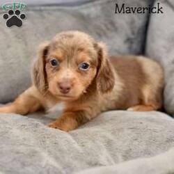 Maverick/Dachshund									Puppy/Male	/6 Weeks,Meet our Mini Dashund puppies with adorable appearances and loyal personalities. Our puppies are family raised, which means they are well socialized and comfortable around people. Our puppies are up-to-date on their shots, and are ACA registered.With their playful and affectionate nature, these puppies make great companions for families of all sizes.Call today to add one of these sweet pups to your family.
