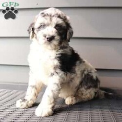 Willow/Sheepadoodle									Puppy/Female	/7 Weeks,This sweet and adorable puppy is looking for a forever family! All vaccinations and dewormings are up to date and any necessary paperwork will be provided. Raised by a large and loving family, this pup is sure to be a wonderful new companion for you! To make the transition easier, a baggie of food will also be included. Please contact anytime!