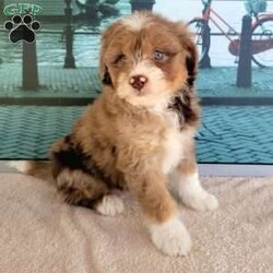 Lollipop/Miniature Aussiedoodle									Puppy/Female	/8 Weeks,Meet “Lollipop ” the adorable Chocolate Merle Miniature Aussiedoodle,  Lollipop is super friendly and currently being family raised on a farm with children,  making her a perfect addition to your family home! If you would like more information,  call or text the breeder today!
