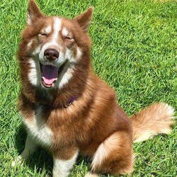 Adopt a dog:Dinika/Siberian Husky/Female/Young,Hi!  I'm Dinika!  It is very nice to meet you!  I am a stunningly beautiful girl and at 3 years old I am the perfect age too.  When people see me, they can’t stop telling me how beautiful I am.  I have stunning blue eyes and a copper coat that is to die for.

I am vocal especially when there's food.  I loooooove food!  I know the word 