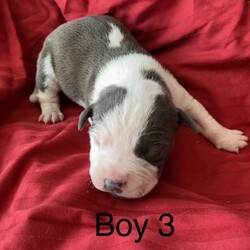 Blue American Staffy Pups!/American Staffordshire Terrier//Younger Than Six Months,Blue American Staffys!We are taking expressions of interest and holding deposits now!