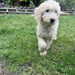 Gorgeous Goldendoodle puppies/Goldendoodles/Mixed Litter/10 weeks,Here i have my beautiful litter of goldendoodle puppies available for their new forever homes, they are amazing puppies with incredible personalities and are so beautiful. They are amazing with children the youngest being 1, they are also amazing with cats and other dogs. They will leave microchipped and are flead and wormed, they are puppy pad trained, both mum and dad can be seen, mum is a golden retriever
and is a beautiful dog with an amazing personality, and dad is a standard poodle they are both much loved family pets.
