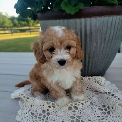 Lola/Cavapoo									Puppy/Female	/8 Weeks,Hello, I’m Lola, I absolutely love attention,  which I get plenty of since I have been well socialized with children and raised on a farm since I was a week old. I am up to date on all my vaccinations and wormer and looking for a place to call home. If you would like to know more about me , please give the breeder a call an he will be happy to answer any questions you have. Lola will come with a 1-year genetic health guarantee.  Any questions call or text the breeder today. 