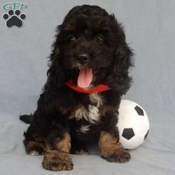 Bruno/Cockapoo									Puppy/Male	/9 Weeks,Prepare to fall in love!!! My name is Bruno and I’m the sweetest little F1 cockapoo looking for my furever home! One look into my warm, loving eyes and at my silky soft coat and I’ll be sure to have captured your heart already! I’m very happy, playful and very kid friendly and I would love to fill your home with all my puppy love!! I am full of personality, and ready for adventures! I stand out above the rest with my beautiful black phantom coat!!… I have been vet checked and I am up to date on all vaccinations and dewormings . I come with a 1-year guarantee with the option of extending it to a 3-year guarantee and shipping is available! My mother is a cocker spaniel weighing 22#  and my father is a 13# chocolate and white mini poodle! I will grow to approx. 15-18# and I will be hypoallergenic and nonshedding! !!… Why wait when you know I’m the one for you? Call or text Martha to make me the newest addition to your family and get ready to spend a lifetime of tail wagging fun with me! (7% sales tax on in home pickups) 