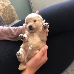 SPITZPOO super fluffy puppies/German spitz/Male/4 weeks,??My beautiful white kc registered German spitz girl ??
has given birth to 5 beautiful boy puppies????????????

The dad is a kc registered toy poodle. Both dogs are eye scored and BVA clear?

Papers of kc registration and family history can be seen on request for both parents including eye score test sheets?

Pictures of both mum and dad are in the pictures ????

Pups are £1,000 each and a deposit of £250 is required to hold your new baby boy ??
microchipping ?
1st vaccinations ?
Before puppies leave puppies leave they will be flea and wormed up to date?