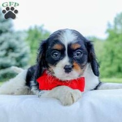 Oliver/Cavalier King Charles Spaniel									Puppy/Male	/9 Weeks,Oliver is the sweetest little puppy. He likes to cuddle and take naps. He is very gentle and well tempered. He likes to play and is good with kids. He would love to find a loving forever home.