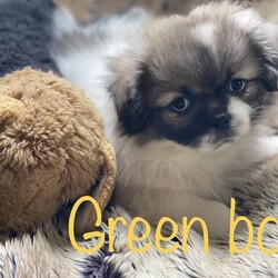 Purebred Tibetan Spaniel puppies/Tibetan Spaniel//Younger Than Six Months,Tibetan Spaniel pups, born 9th May 2023, now ready for new adventures!Tibetans are intelligent, playful companions who make excellent guard dogs and are even better at snuggles. We have 3 boys and 3 girls available. All pups are well socialised in a family home with their dog parents, human parents and kids of varying ages.Our Tibbies are vaccinated, wormed and microchipped, and fully weaned on good quality kibble.Please note that although our dogs are purebred, they do not come with papers for showing.Any further questions, please feel free to contact me through gumtree or initial text on the registered phone number.We welcome a visit to our home to meet the pups and parents and know you will fall in love with this breed as much as we have ❤️