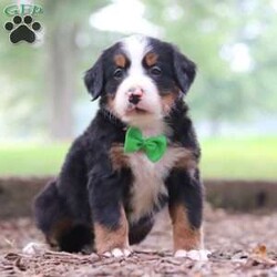 Otis/Bernese Mountain Dog									Puppy/Male	/6 Weeks,Introducing Otis! He is a remarkable AKC Bernese Mountain Dog, his stunning appearance & outgoing personality is what makes him so unique. We gave this little pup lots of attention and care, this is a necessity to puppies especially while they’re young so they can mature into friendly and adaptable dogs. He loves playtime or hanging out with his favorite people, we gained his trust soon after spending a little time with him. Bernese are excellent family pets and are rated as one of the most low maintenance dogs. The. Mama to this litter is a Beautiful Dog named Bailey weighing 110 lbs She’s a family favorite and never fails to make us smile:) The Dad, Kel, He is one charming, adventurous and intelligent dog! All the babies are up to date on necessary vaccines and dewormer, will be vet checked, and our 1 year health guarantee will also be included with each puppy. For any further information or to schedule a visit, please call or text us at . All Sunday calls will be returned on Monday! -The Troyer Family 