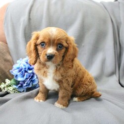 Nugget/Cavalier King Charles Spaniel									Puppy/Male	/9 Weeks,Say hello to this adorable little Nugget! Nugget is up to date on shots and dewormer and vet checked! Each puppy comes well socialized and family raised with children. If you are looking for a sweet Cavalier to add to your home contact us today!