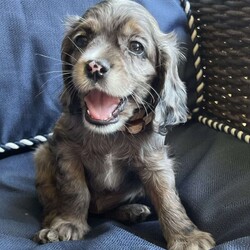 Luna/Cocker Spaniel									Puppy/Female	/9 Weeks,Luna is a playful puppy looking for a forever home. She is ACA registered, vet checked, up to date on shots and dewormer. This sweetie has been family raised with children and socialized with other dogs. Please call or text to meet your forever friend.