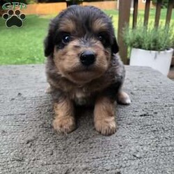Jax/Miniature Aussiedoodle									Puppy/Male	/5 Weeks,Meet Jax, the adorable Ausiedoodle puppy who’s looking for his forever home! He is a healthy and happy little pup who’s been vet checked and is ready to go home 
