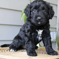 Jade/Portuguese Water Dog									Puppy/Female	/6 Weeks,Hello I am Jade I am an adorable Portuguese Water Dog puppy enjoying my life with the millers, there kids give me loads of attention every day ensuring I am a happy confident puppy. I love playing in the yard and after I am done I love relaxing in the shade or cuddling up on there lap. I am a bit smaller than some of my litter mates. I am hypoallergenic making me a great companion for anyone even those with allergies. I also love water I have webbed feet making me a great swimmer someday. My parents are registered with akc and have been genetic tested ensuring you will get a healthy puppy for years to enjoy. Mom lola, is such a sweet caring momma. Dad stormy is a handsome stocky outgoing guy If you can provide a loving home for me please contact the millers to schedule a play date with me, or if that isn’t possible I can also be delivered to your door via a local pet delivery company.