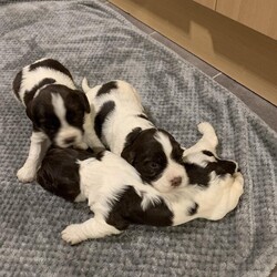 Beautiful Springer Spaniel Puppies/English Springer Spaniel/Mixed Litter/3 weeks,Beautiful Springer Spaniel Puppies. 2 girls and 1 boy left. All liver and white. KC registered. Microchipped, wormed and vet checked. Mother and father both working dogs. Mother can be seen. Would make great pets or working dogs. Ready to go to forever homes on 31st August.