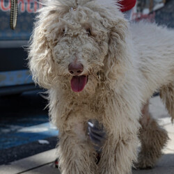 Adopt a dog:Sky/Standard Poodle/Female/Young,The very gorgeous Sky, is a curly haired dog lovers dream! This 1 Year Old Poodle is a perfect 55lbs. While we don't know for sure that she's a purebred Poodle, we certainly think so! Sky comes to us on the search for her forever home, all the way from a shelter in Kentucky. She's been loving her Brooklyn digs while getting used to city life. She is descired as friendly, affectionate and playful by her fosters, and enjoys exploring the neighborhood! 

She's goofy and overall has medium energy (overall relaxed!) She is very good with other dogs and kids, and just wants to be around people all the time! Sky has not been around cats. Her foster dad shares 