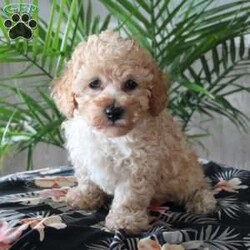 Rebecca/Toy Poodle									Puppy/Female	/8 Weeks,Here comes a tiny little Toy Poodle with a sassy side and a heart of gold! This charming little pup loves attention and is socialized with children. If you are looking for a puppy who is up to date on shots and dewormer and vet checked contact us today! 