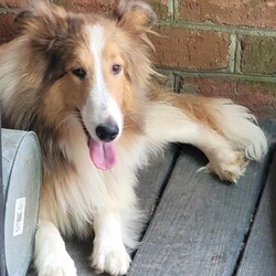Adopt a dog:Tim/Shetland Sheepdog / Sheltie/Male/Young,Tim is one of of three sheltie pups we have who were born November 2022.  He is a bit calmer than his brothers, is a little less vocal and is working his way into being a real sweetheart.  Don't get me wrong, he loves to run and play just as much as the next guy, but he also likes to calm down and find a nice cool place to chillax on the patio or in the house.  He is also the least skittish of people and comes around more quickly.  He doesn't run away from you, but if you want to pick him up, you generally have to corner him.  Once cornered, he is very kind and lets you pick him up for pets, will sit on the sofa, etc.  Tim will truly do much better when he is separated from his brothers and has to start developing his own self esteem with his human family.  We are currently working on leash training (using harness) and working with him separately as we have time.  He is a great eater, loves to run and play in the back yard.  He is happy to play with other animals or just to run and play individually.  We do prefer someone with sheltie experience as he definitely exhibits the quintessential sheltie behavior .  If you may be the right family for Tim, please email iPAWinc2022@gmail.com for an applicatio