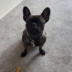 Female French bulldog - nearly 2/French bulldog/Female/23 months,Nearly 2 year old female French bulldog for sale (2 on 29th August). Grown up in a family home with a child since 7 weeks old. Very playful but also very chilled at times.
She comes microchipped, all jabs up to date, fleeing and worming all up to date. Comes with a dog crate, 2 beds, toys, food and drink bowl, blankets, harness, collar and lead.
I’m gutted to be selling her as had her since she was 7 weeks old but due to moving out of my parents house and now living with just my daughter, I can no longer give her the attention she needs.
She is very needy and likes lots of affection throughout the day.