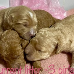 Adopt a dog:Ruby red SPOODLES ready next weekend /Poodle (Miniature)/Both/Younger Than Six Months,Stunning F1b spoodles ruby red fleece coatPuppies are 7 weeks old and ready to go on 25th February