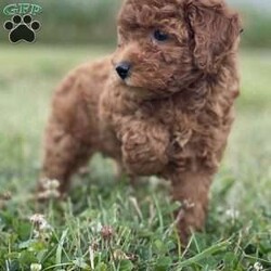 Princess/Toy Poodle									Puppy/Female	/8 Weeks,To contact the breeder about this puppy, click on the “View Breeder Info” tab above.