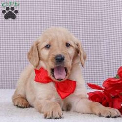 Monty/Goldendoodle									Puppy/Male	/12 Weeks,Monty is the sweetest puppy. He likes to play and be outside. He is well tempered and good with kids. He likes to snuggle and take naps. He would be the sweetest addition to a loving forever home.