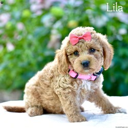 Lila/Mini Goldendoodle									Puppy/Female	/8 Weeks,Introducing our adorable litter of Mini Golden Doodles! These puppies are the epitome of cuteness, with their soft, fluffy coats and irresistible puppy eyes. They have been vet checked, ensuring that they are in perfect health and ready to bring joy to their forever homes.
