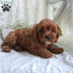 Beth/Cavapoo									Puppy/Female	/8 Weeks,Check out this sweet and loving Cavapoo puppy who is sure to melt your heart. This sweet little pup has been vet checked, is up to date on shots and wormer, and comes with a health guarantee provided by the breeder. Each puppy in this litter is being family raised, is well socialized and ready to be loved by you! To learn more about this perky puppy, please contact the breeder today!