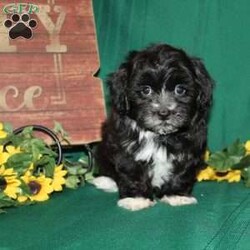 Mr. Monk/Teddy Bear									Puppy/Male	/11 Weeks,Mr. Monk is the perfect puppy for a family looking for a sharp little fellow who has fur that looks like a clean new suit! He loves attention and is very smart! Mr. Monk is up to date on shots and dewormer and vet checked. He is well socialized with children and family raised. If you are looking for a friendly new pup to add to your home contact us today! 