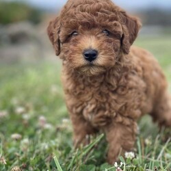 Princess/Toy Poodle									Puppy/Female	/8 Weeks,To contact the breeder about this puppy, click on the “View Breeder Info” tab above.