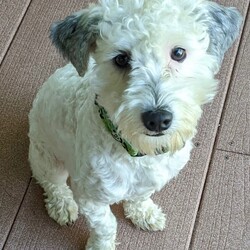 Adopt a dog:TILSON/Poodle/Male/Young,PLEASE READ THE FOLLOWING INFORMATION AND REQUIREMENTS FOR ADOPTION

Tilson is currently in foster care in Rockfall,Ct

IF INTERESTED THERE IS AN APPLICATION ON OUR WEBSITE

https://www.houstonshaggydogrescue.org/apply/

This sweet little dog is approx 1 year old and 15 lbs.. we are not sure of his breed mix, but he looks as if he may be a Maltese or Poodle mix, he was very matted when we rescued him and he was recently groomed,Tilson loves toys and will always find one to play with, he loves his doggie bed and will curl up in one while his foster is working in her office, he gets along with the other dogs and likes to play with any dog that will play with him.. he has no size limit. small medium and large dogs he will play with ,so he will need a companion that has the same energy level that he has and close to his own age, he is too energetic for older or laid back dogs ,he has a very nice disposition and seems to be pretty well house trained, but not perfect, he will run out to the yard with the other dogs to go to the bathroom, he does well on a leash and likes to ride in the car..we have no idea how he is with cats.
His foster feels that he will do better with a companion and not be an only dog and that he really needs a fully fenced in and secure yard to run and play with his buddy and his toys !



OUR RESCUE POLICY - It is our rescue policy for all our dogs that we require a home with experienced dog owners only and we do not adopt to anyone with children under the age of 8 years.

WE REQUIRE AT LEAST TWO YEARS OF VET RECORDS ON YOUR CURRENT OR PAST DOG FOR OUR REVIEW. RECORDS MUST SHOW THE POTENTIAL ADOPTER AS THE OWNER, YOUR DOGS MUST BE UP TO DATE ON VACCINES AND BE ON A MONTHLY HEARTWORM AND FLEA/TICK PREVENTATIVE.

The total adoption fee of $600 ( and includes the required interstate health certificate and transport to his foster form Texas, spay/neuter, shots including rabies, bordatella, parvo, distemper ,canine influenza, and microchip. The total amount is payable to Shaggy Dog Rescue which is a 501c3. Some of our dogs are still in Texas in foster care. Our application is online at

https://www.houstonshaggydogrescue.org/apply/


We ship our dogs with Rescue Road Trips and Mighty Mutts Transport